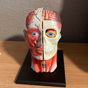 4d Human Head Anatomy Model